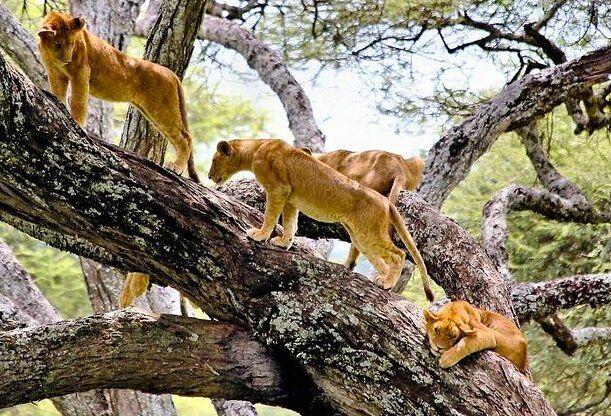 Lake Manyara National Park