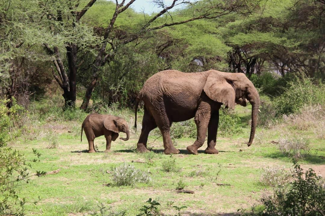 Tarangire National Park