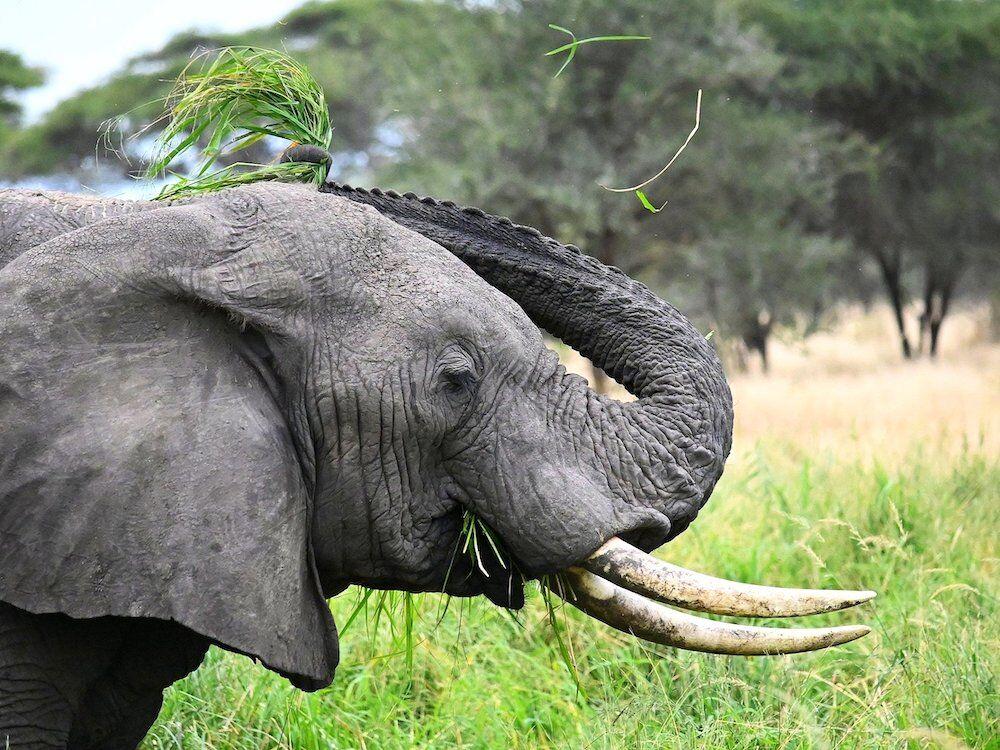 Pangani