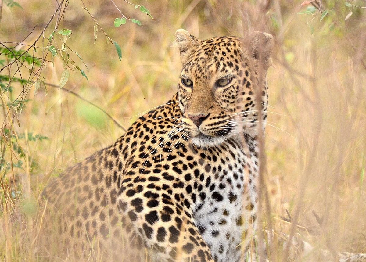 Mkomazi National Park
