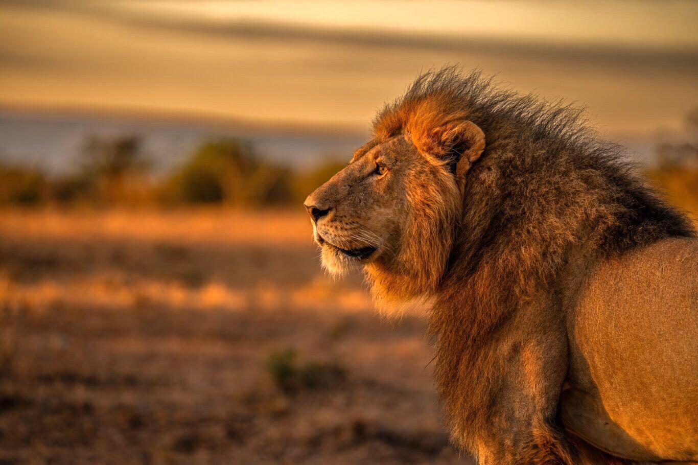 10-Day A Calling Safari