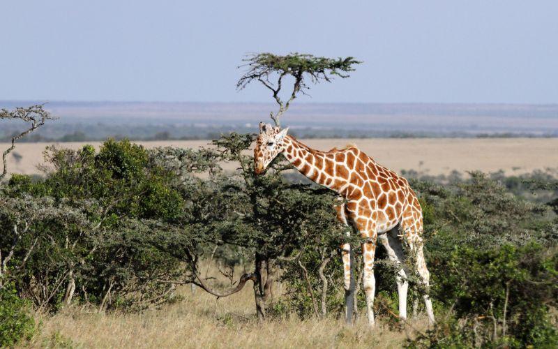 Mara River Crossing