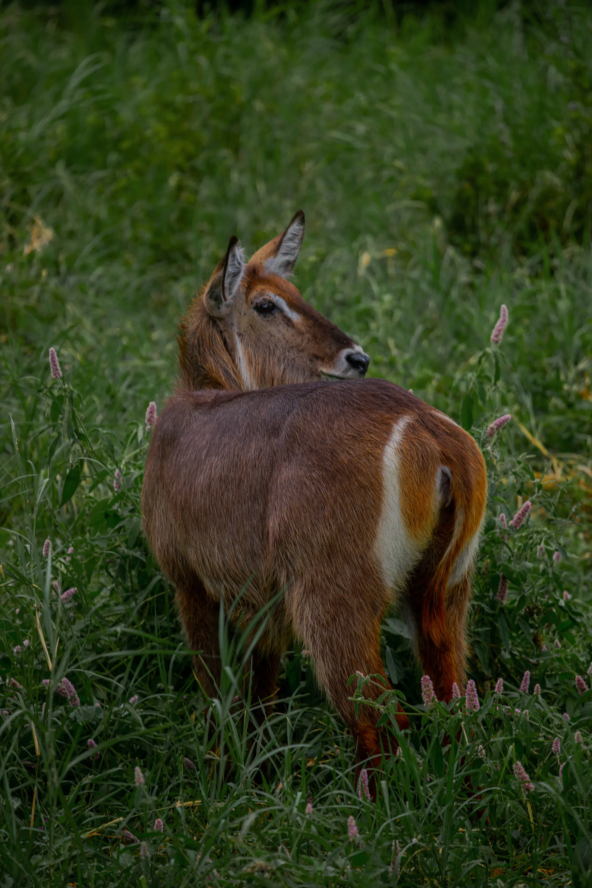 Mikumi National Park